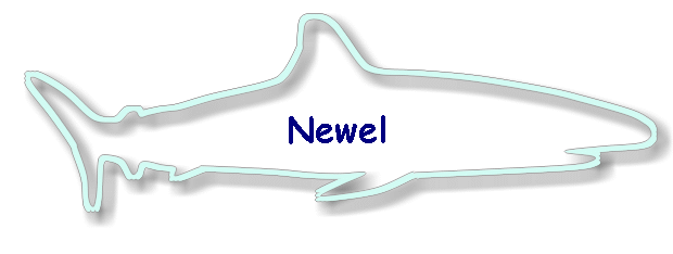 Newel